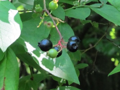 wild blueberries