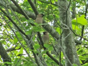 cedar-waxwings