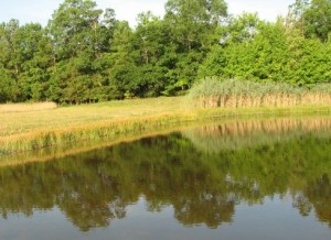 farm pond