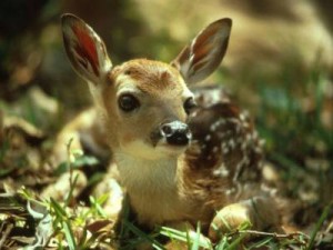 whitetail deer fawn