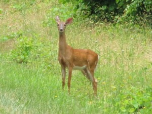 whitetail deer doe
