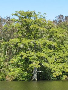 bald cypress tree