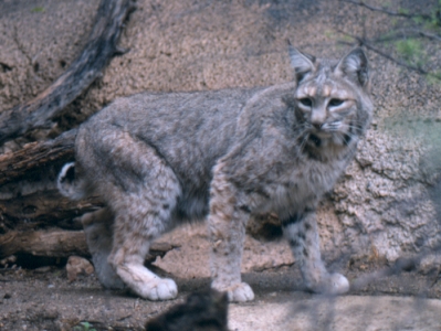 bobcat-ohio Bobcat