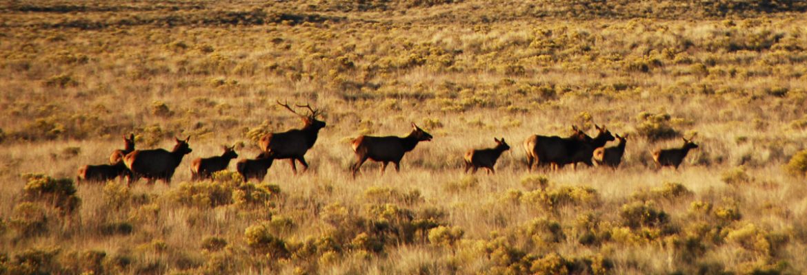 elk herd