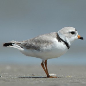 piping plover