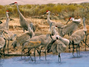 sandhill cranes