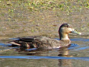 black duck hen