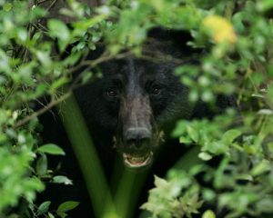 black bear