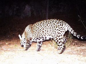 arizona jaguar