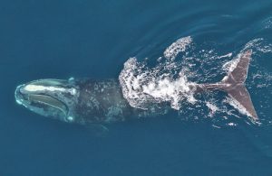 North Atlantic right whale