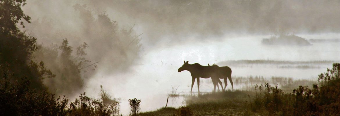 maine moose