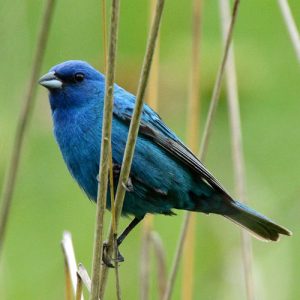 indigo bunting