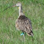 bird band tag
