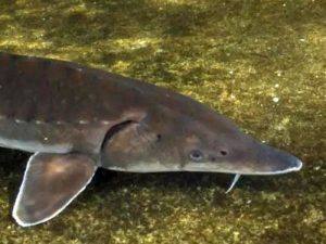 Atlantic Sturgeon