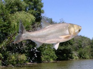 invasive silver carp jumping